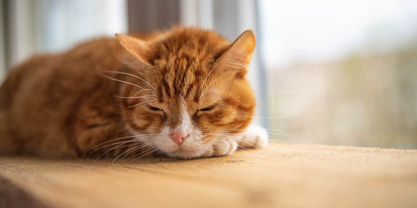 Kidney disease in pets