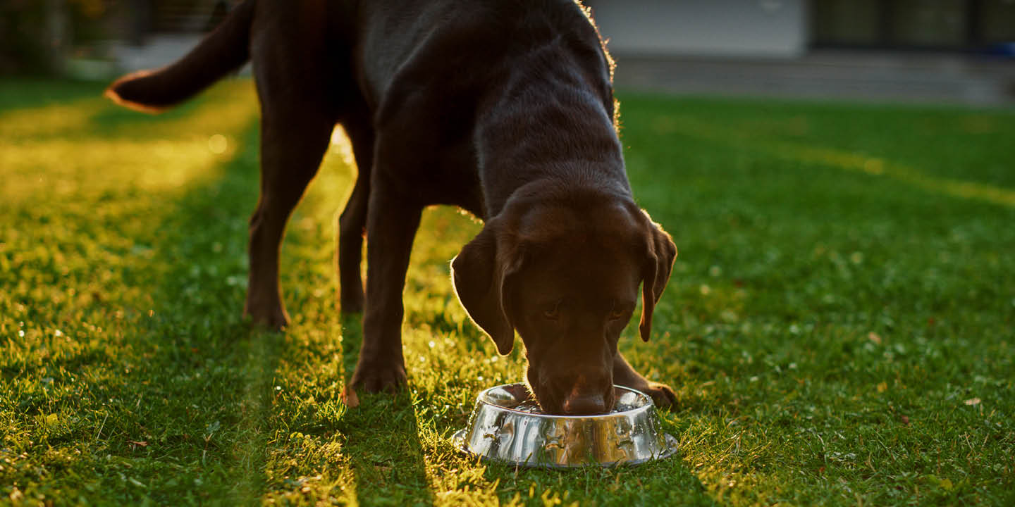 Nutrition matters for senior pets