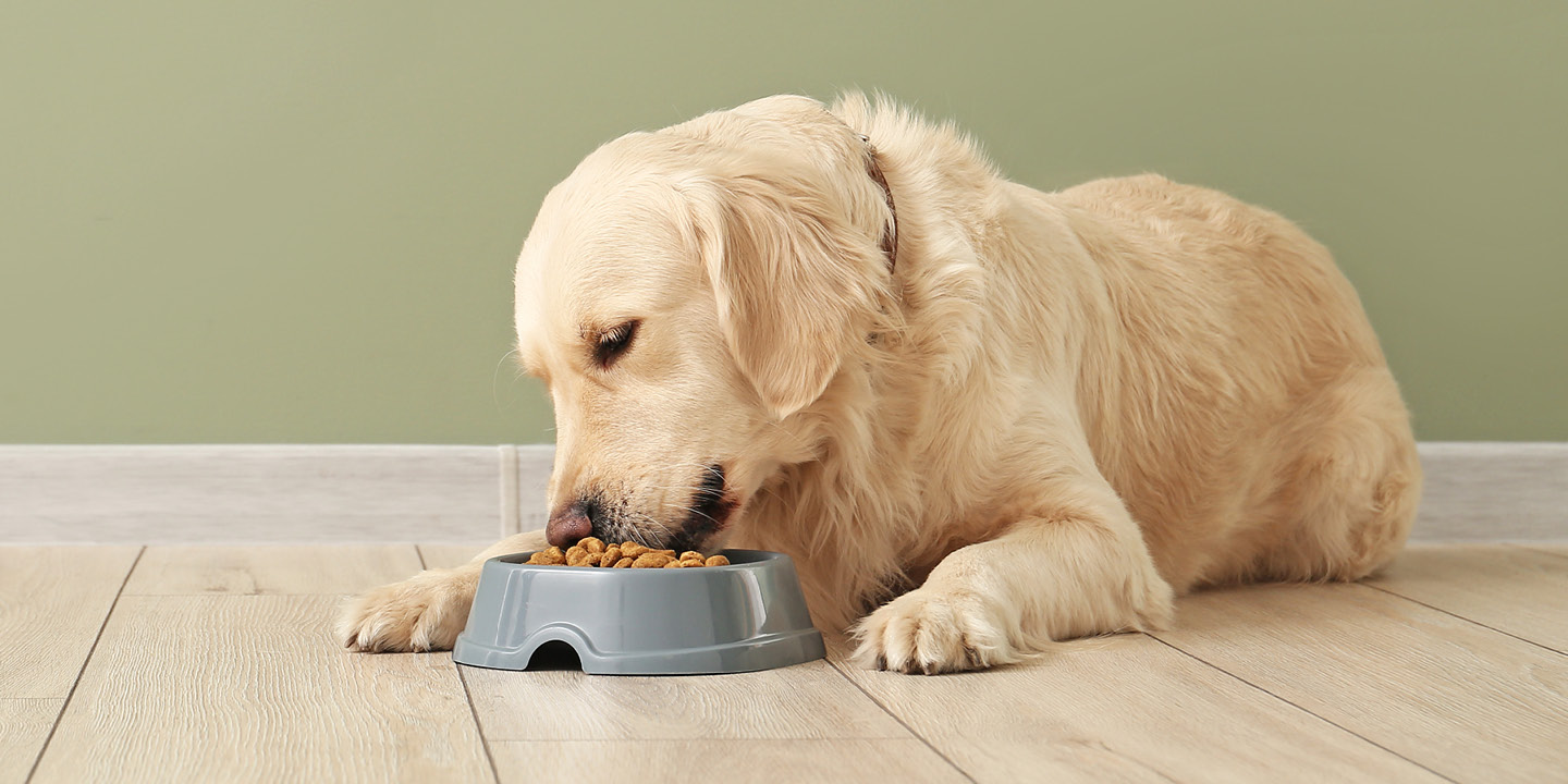 Nutrition for senior pet conditions