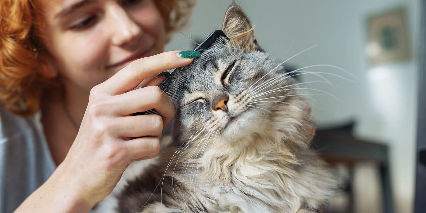 Cat grooming tips