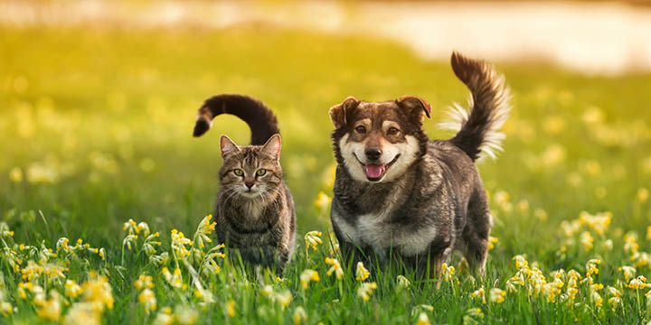 Pet Insurance: How to choose
