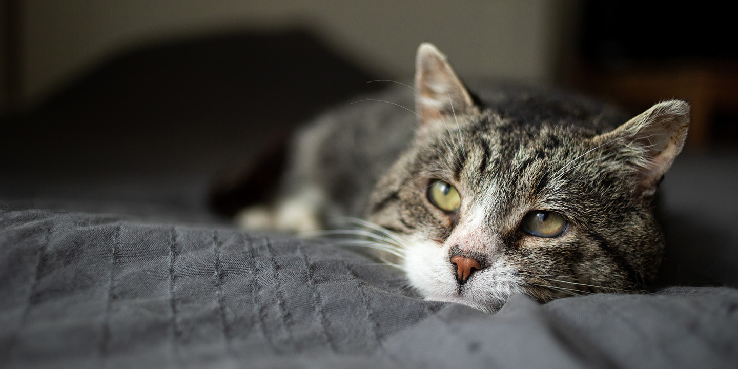 Feline pancreatitis
