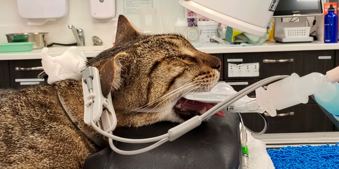 Dental X-rays in pets