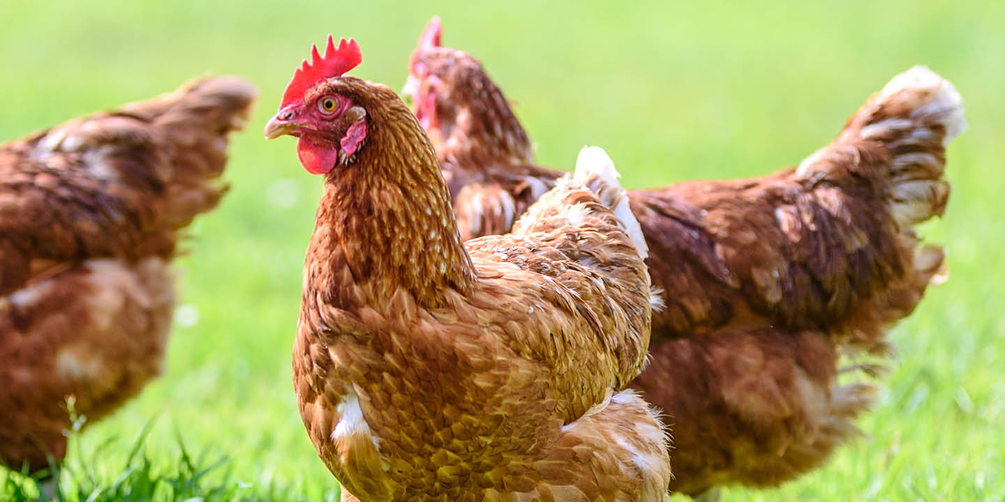 Bird Flu and what you need to know