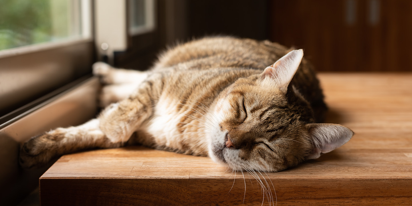 Hyperthyroidism in cats